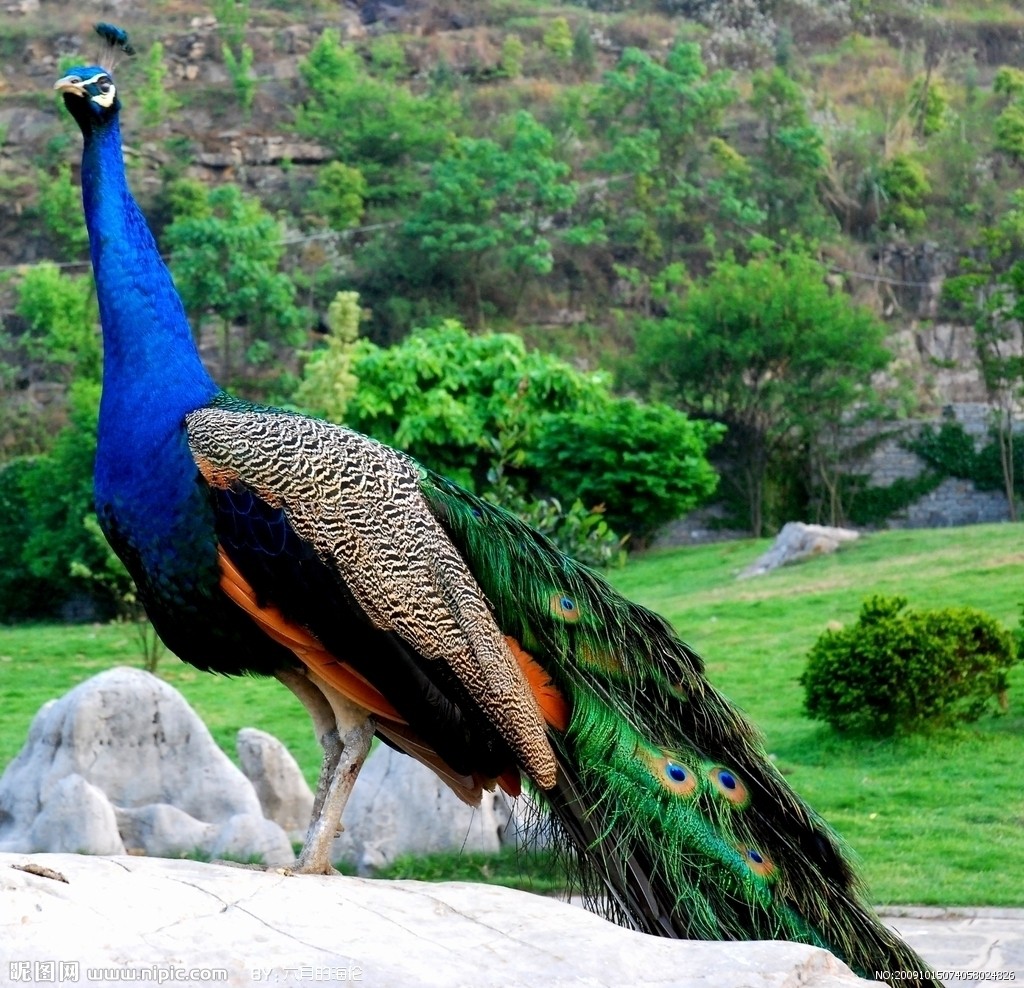 �{(l��n)��ȸ