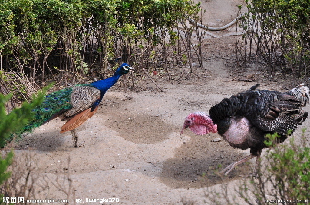 �{(l��n)��ȸ