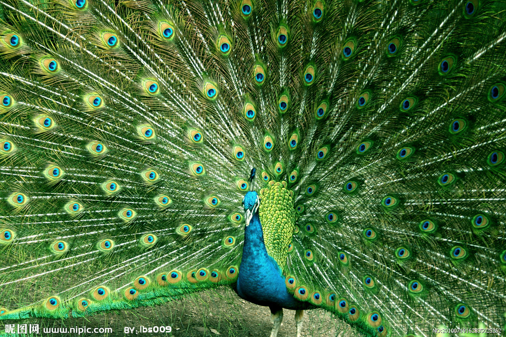 �{(l��n)��ȸ