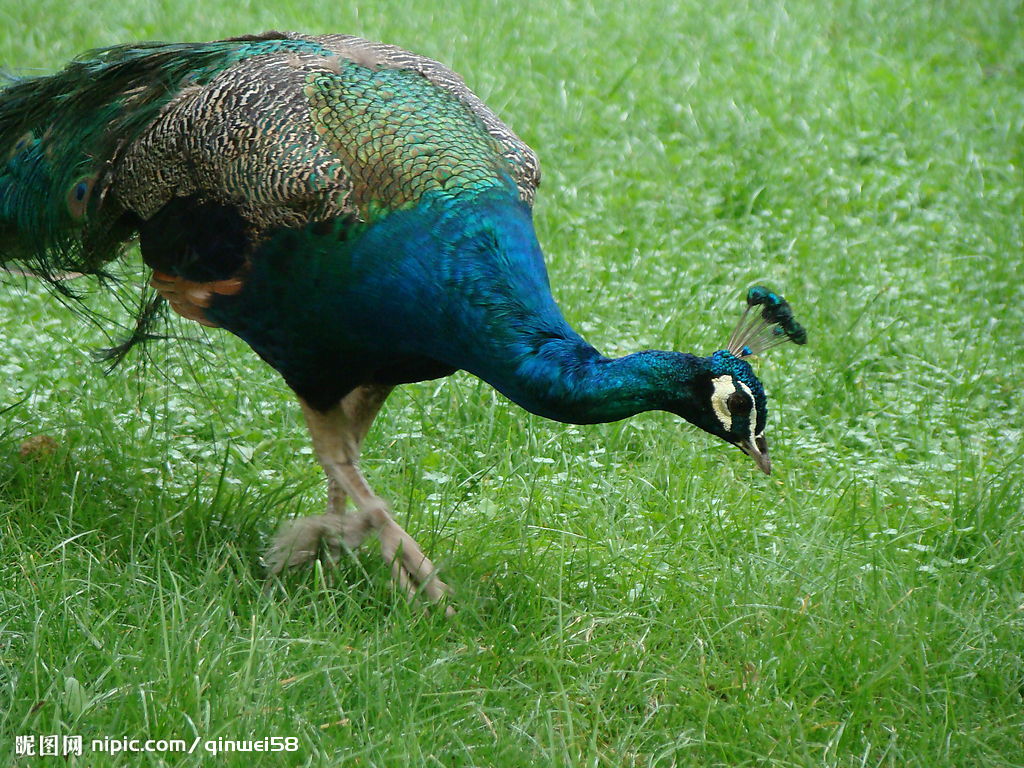 �{(l��n)��ȸ