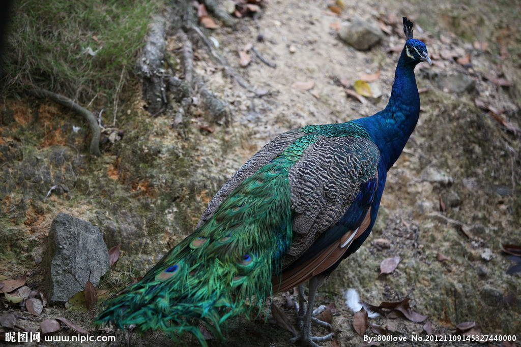 �{(l��n)��ȸ