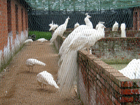 �{(l��n)��ȸ